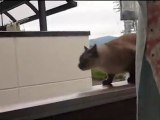 Un chat saute d'un balcon fail