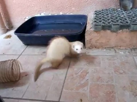 crokette à adopter le 6/10/12