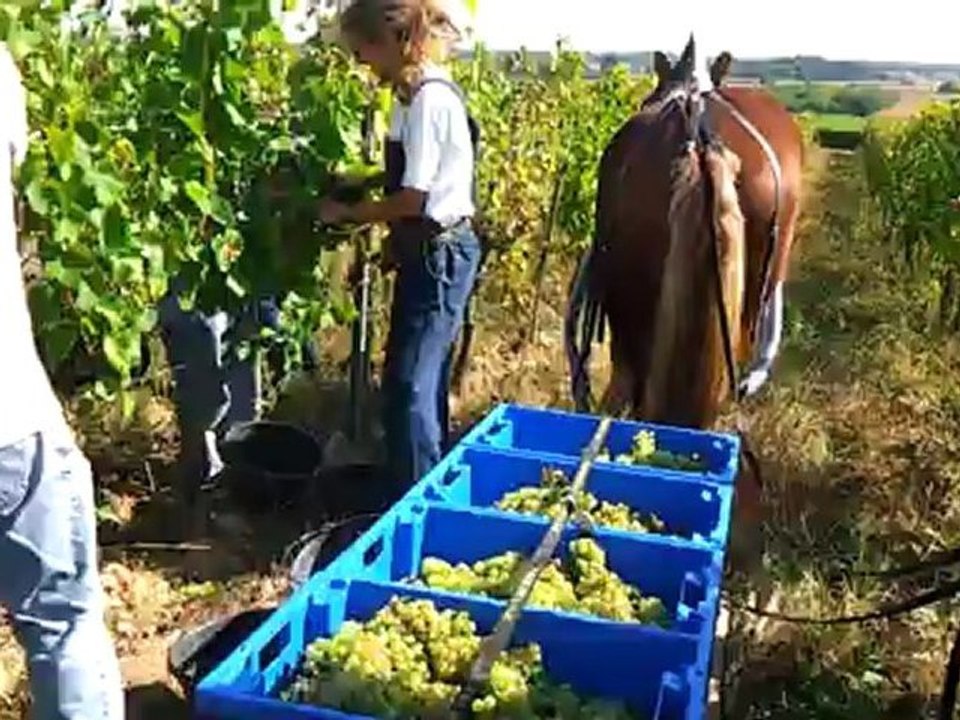 vendanges 2012 dans le rang