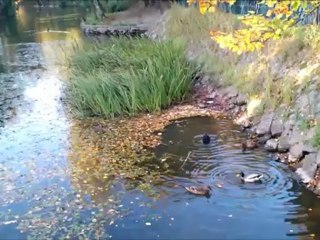 Testuj z Orange - Jesień