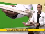 Fosil filmler-Pelikan gagasi