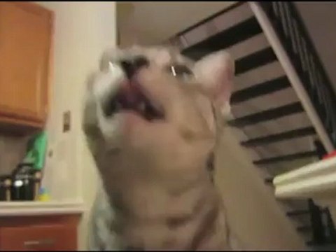 Hum....c'est bon..(Chat qui mange avec une fourchette)