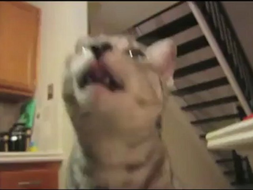 Hum....c'est bon..(Chat qui mange avec une fourchette)