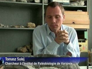 Pologne: découverte des plus vieux fossiles de tortue du monde