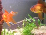 aquarium poisson rouge (oranda,ryukin,tete de lion....)