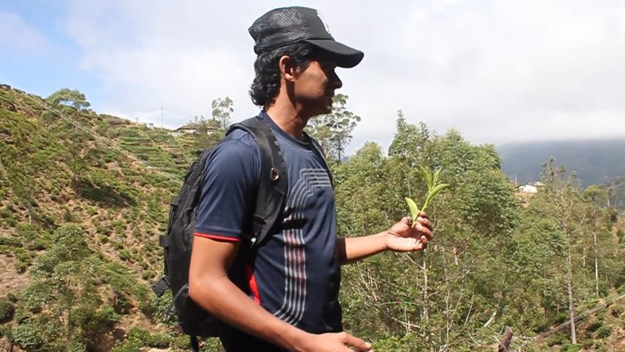 Le thé au Sri Lanka Ceylan