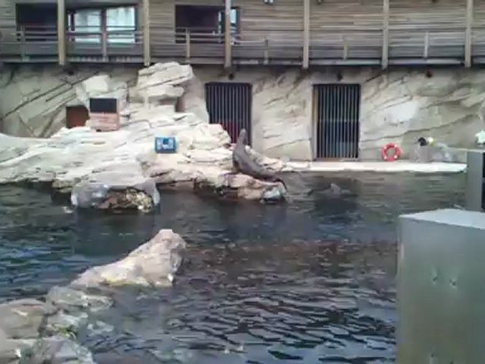 lions de mer de californie