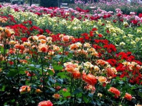 Semiha Yankı*Seninle Bir Dakika*