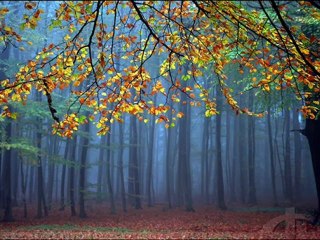 سورة الملك محمد عبدالكريم