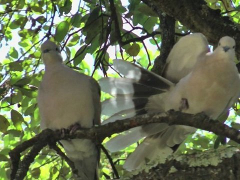 Tourterelles turques - A droite, à gauche