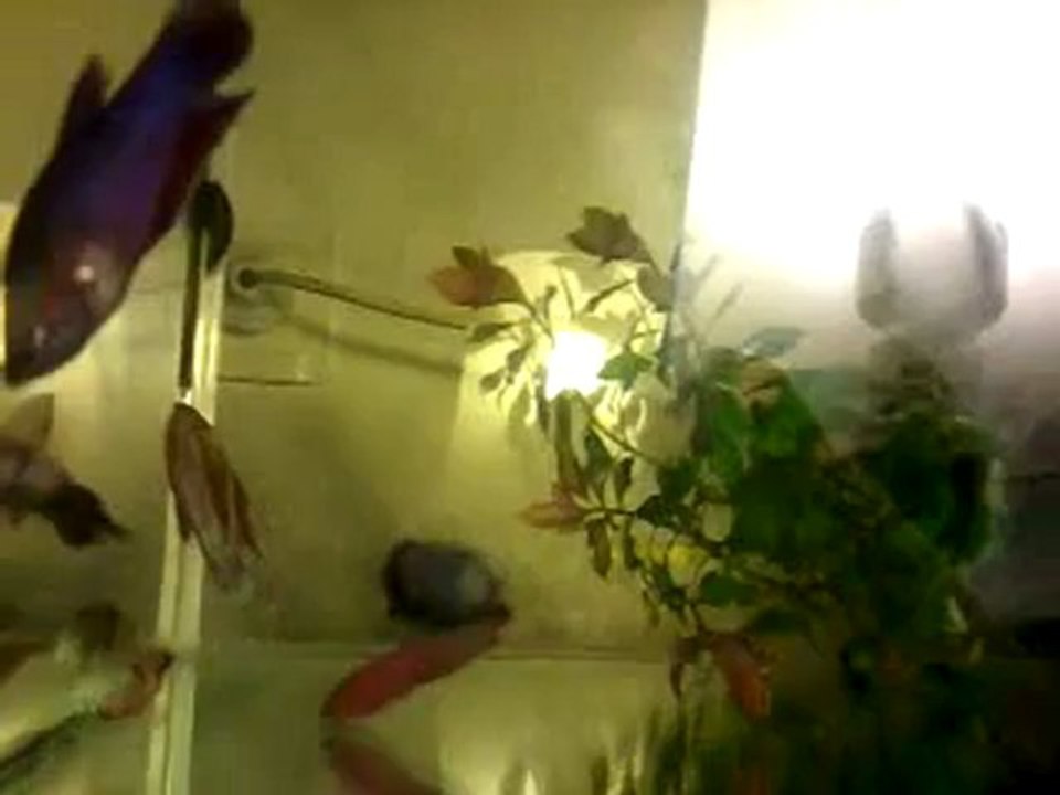 Video-0014