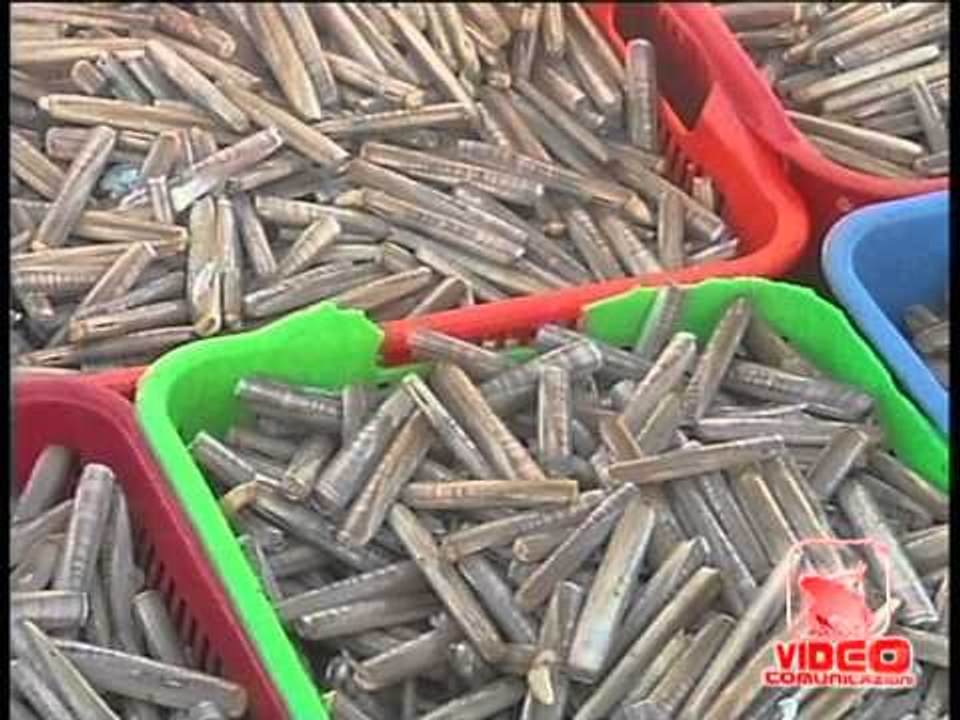 Caserta - Pesca abusiva di cannolicchi, sequestrati 700 chili (06.10.12)