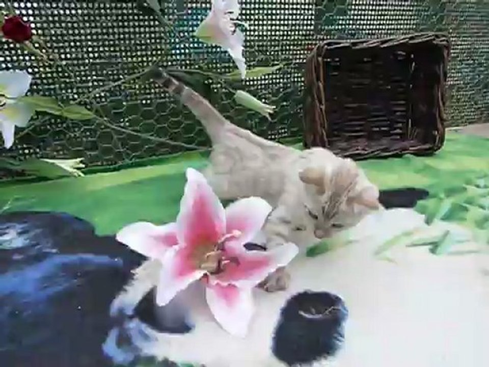 Magic Bengal HANKO SILVERY CLOUD - 7 weeks