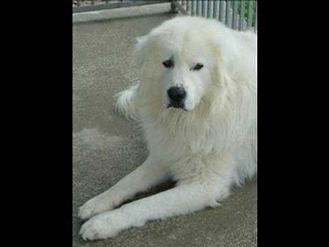 Flayosc PORTES OUVERTES DE LA SPA REFUGE SPA LA FERME DU RELAIS – FLAYOSC Chien, Chat 125, route de Lorgues 83780 FLAYOSC Site internet : flayosc.spa.asso.fr Téléphone : 04 94 70 70 66 -