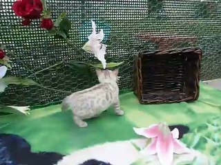 Magic Bengal HALASKA - 7 weeks