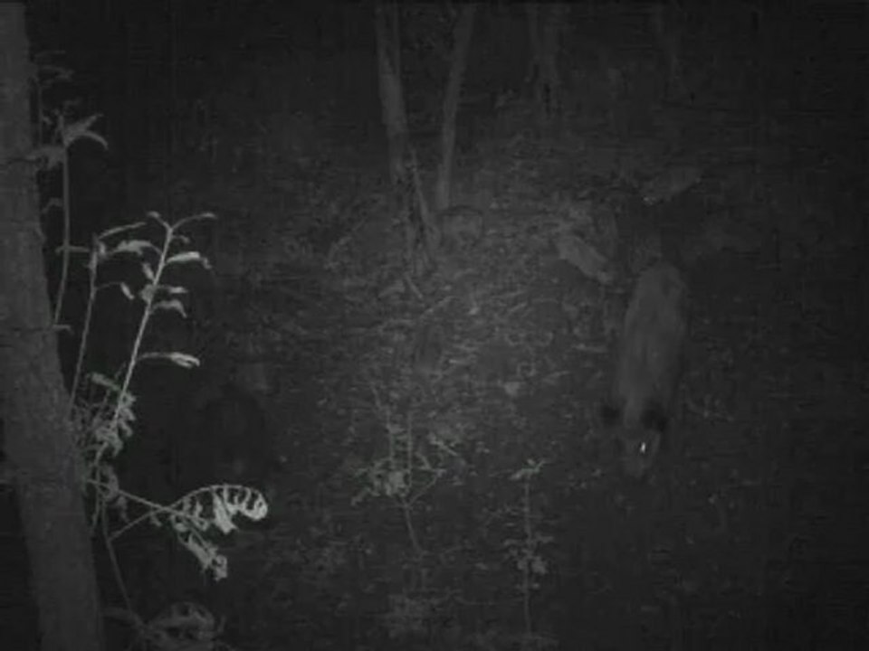 MARCASSINS de Nuit le 14 sept. 2012