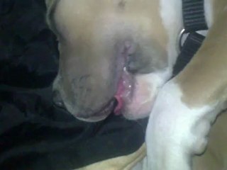 henzo bébé amstaff qui rêve