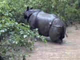 Nepal deploys drones to fight rhino poachers