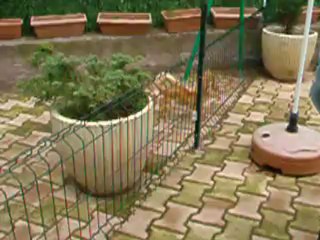 DSCF3301-2012.10.07 Des doux elfes