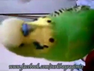 ŞEHİTLER ÖLMEZ  DİYEN KANARYA