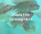 Tilapia Farming At Home