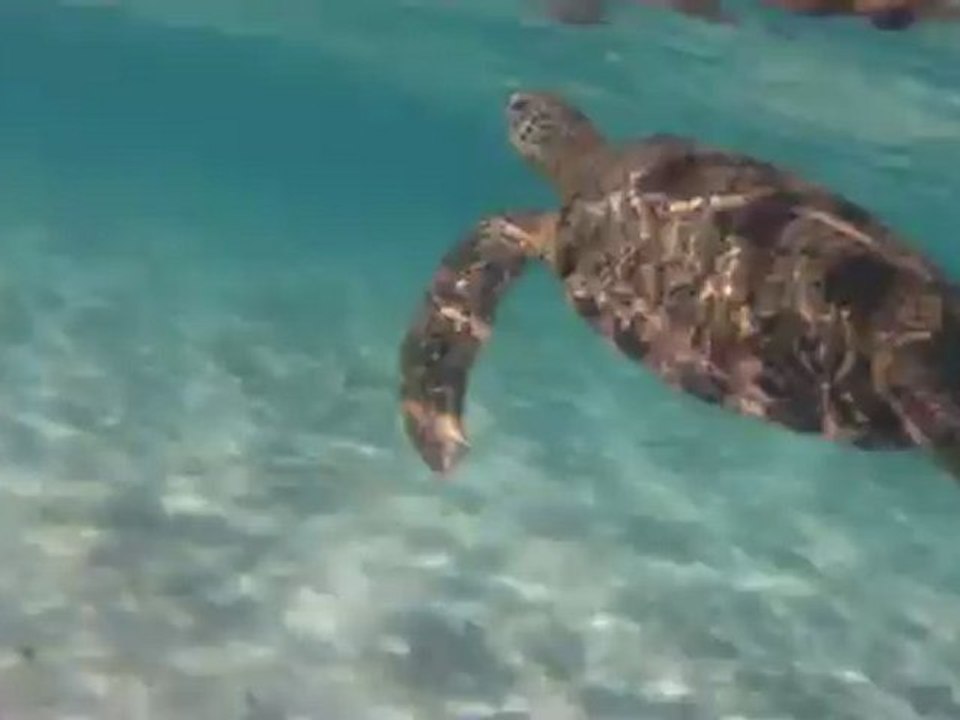 tortue mayotte ngouja aphnée mer vacances plongée