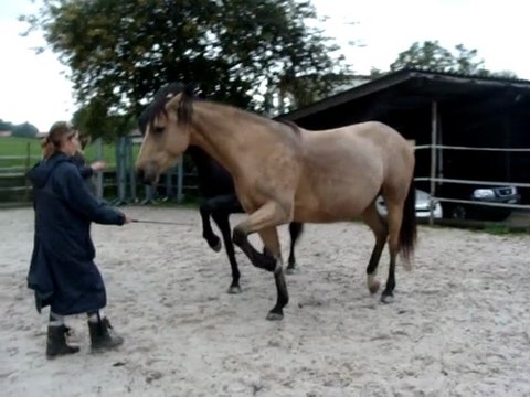 Zora et Tempête font la paire