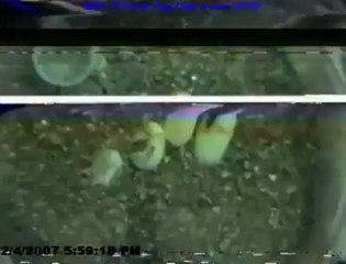 Yılanın yumurtadan çıkma anı