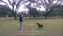 adiestrador canino en tucuman