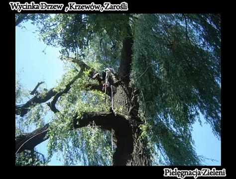Pracowity Ogrodnik(Wycinka Drzew)(Niepołomice)(Wieliczka)(Kraków)(Bochnia)(Skawina)(Dobczyce)