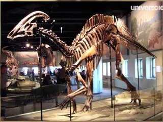 La comète Ison et les dino-canards