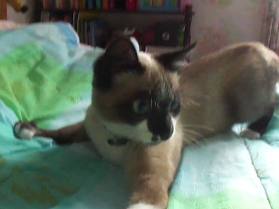 Faustina le chaton qui joue ( chatte en délire )