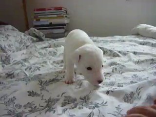 chiot Ficelle et berny Heaven le male tout blanc né le 10 09 2012