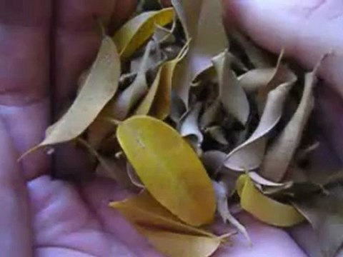 Creature (DVD and Gimmick) by Keith Lack-Arlen Studios (DVD) - Magic Trick