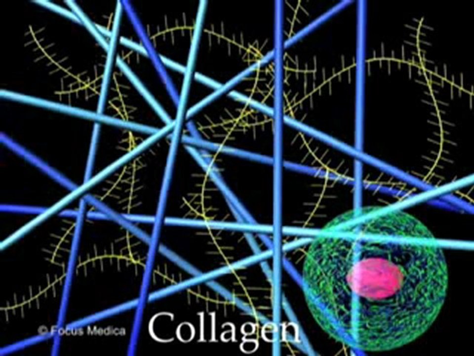 Dermatology (Animated Pocket Dictionary)