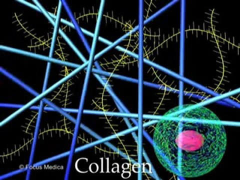 Dermatology (Animated Pocket Dictionary)