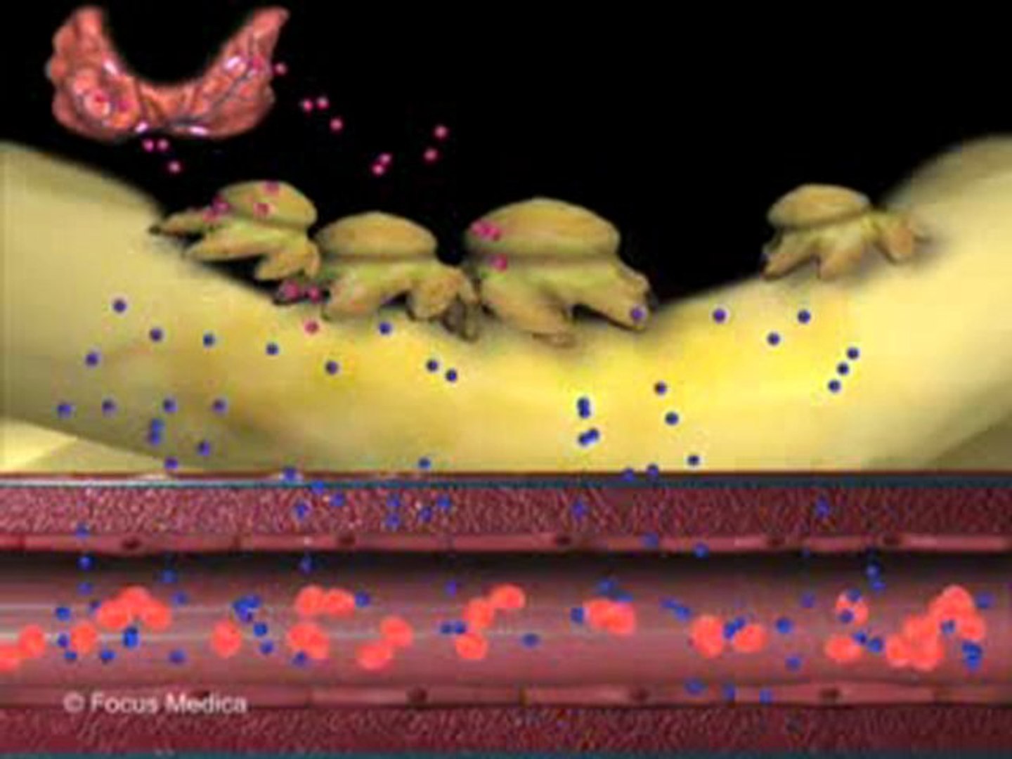 ⁣Nephrology (Animated Pocket Dictionary)