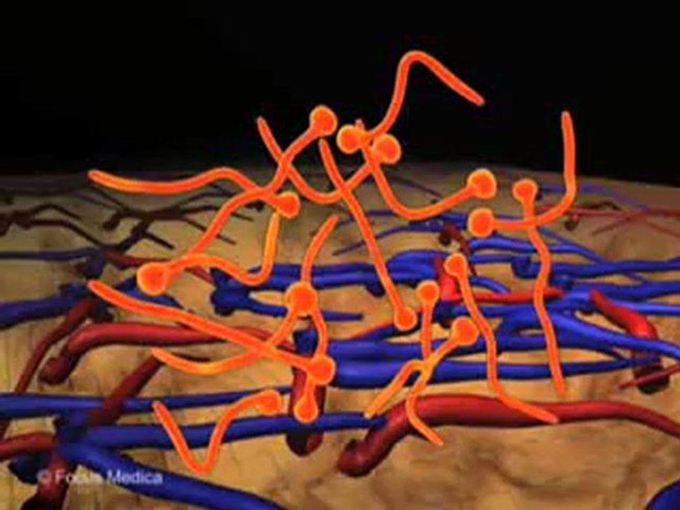Hepatology (Animated Pocket Dictionary)