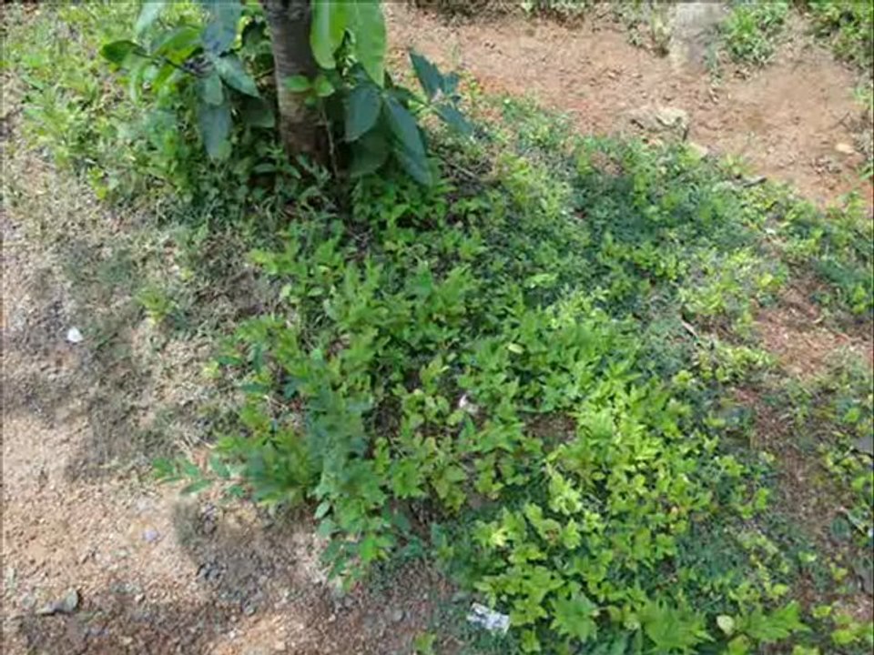 Senary Ingredients of Flacourtia jangomas (Lour.) Raeusch. based Herbal Formulations: Pankaj Oudhia’s Medicinal Plant Database