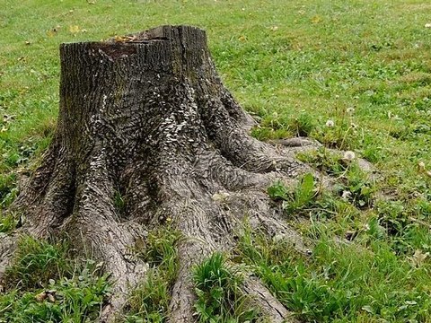 équipe Singulier désert, Le landau (48HPT2012, 2ème prix ex æquo)