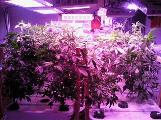 LED Grow Light