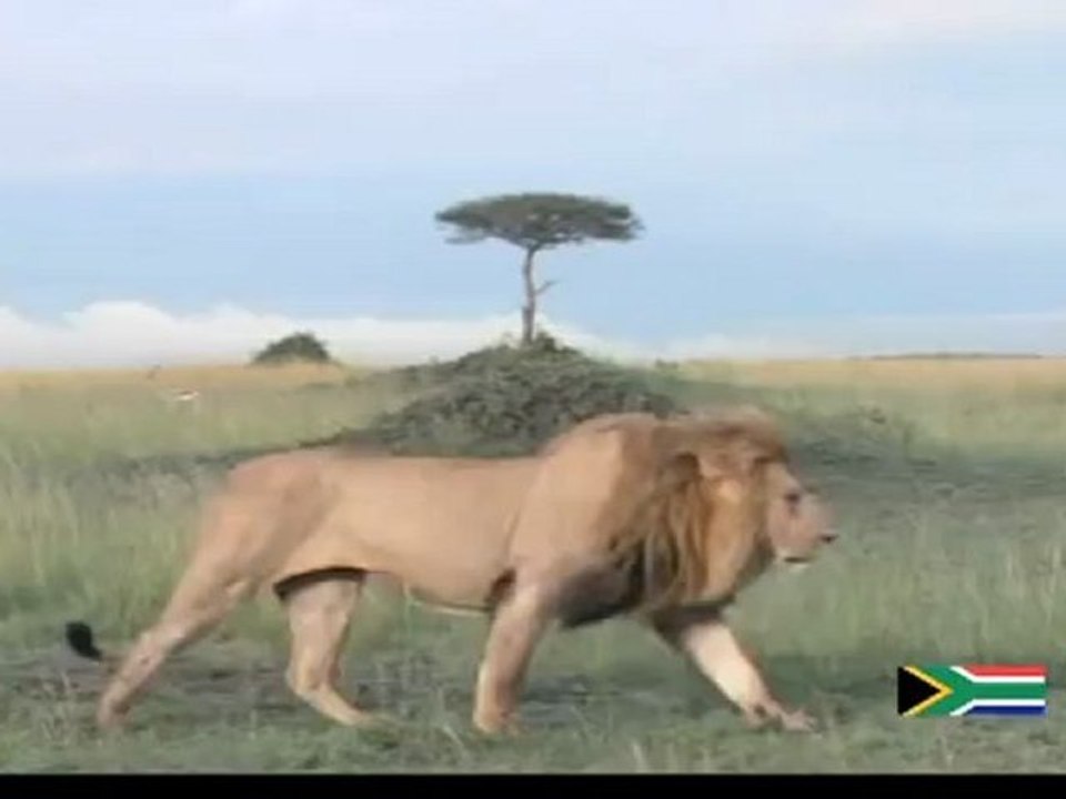 Diaou Kouyate Beni Kungo 2   the wild cat remix