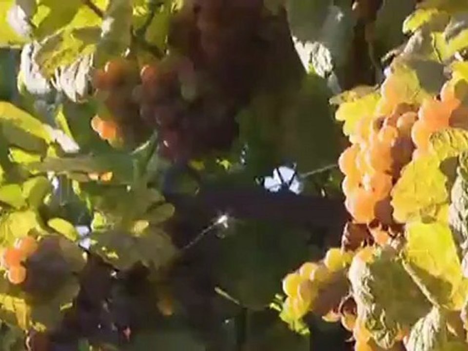 El Palatinado: cicloturismo por la ruta del vino | Destino Alemania