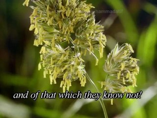 Surah Ya-Seen (v31-40) - Mishary Rashid Al Afasy