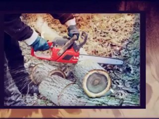 Verrazano Tree Services - (718) 273-0836