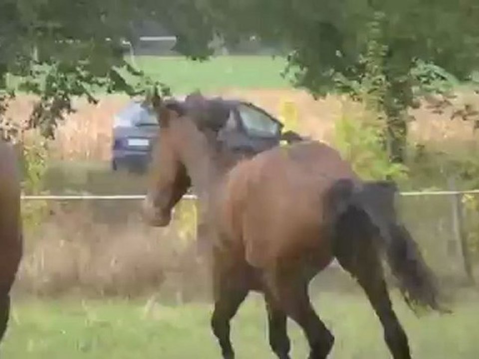 Pouliches 6 oct 2012