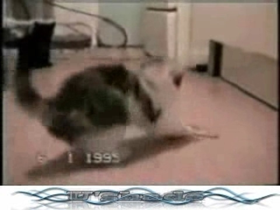 Compilation de chats en action