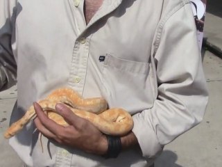 MASCOTAS REQUIEREN ATENCIÓN Y CUIDADO