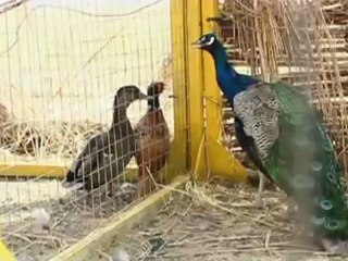 За гранью тишины. Инфразвук - убийца