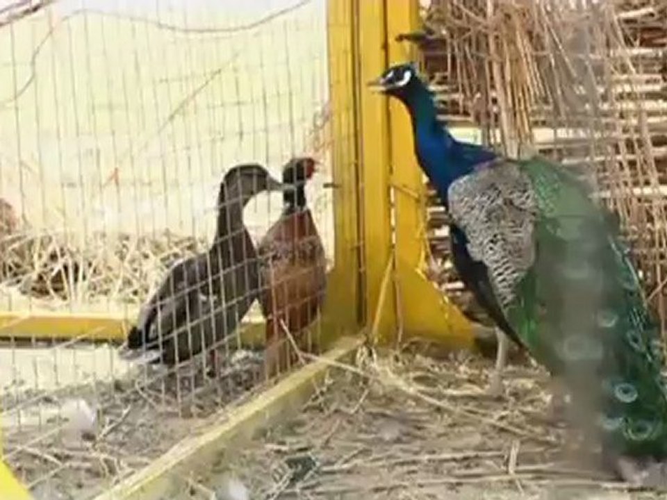 За гранью тишины. Инфразвук - убийца